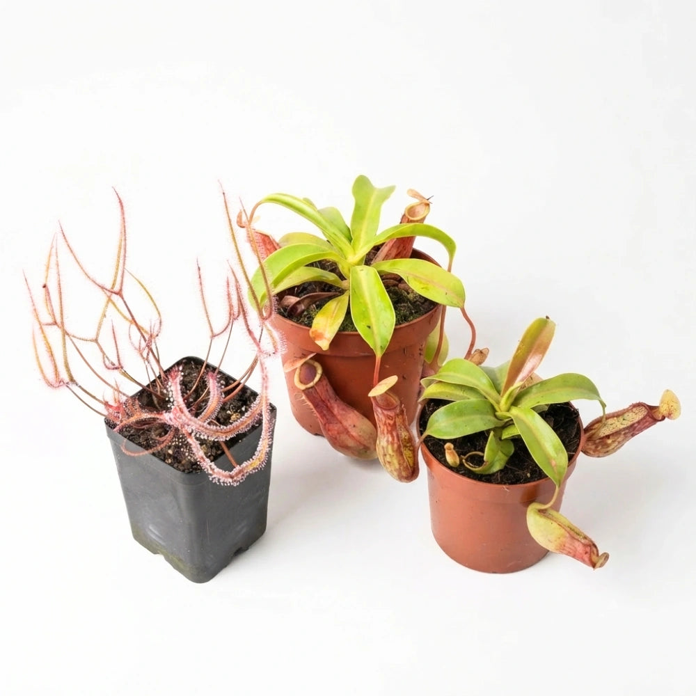 Binnen vleeseter pakket (2x Tropische bekerplant en Zonnedauw)