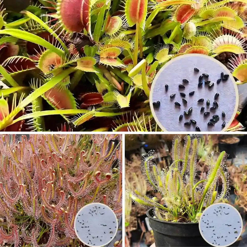 Carnivorous plant seeds value pack: 3 different types