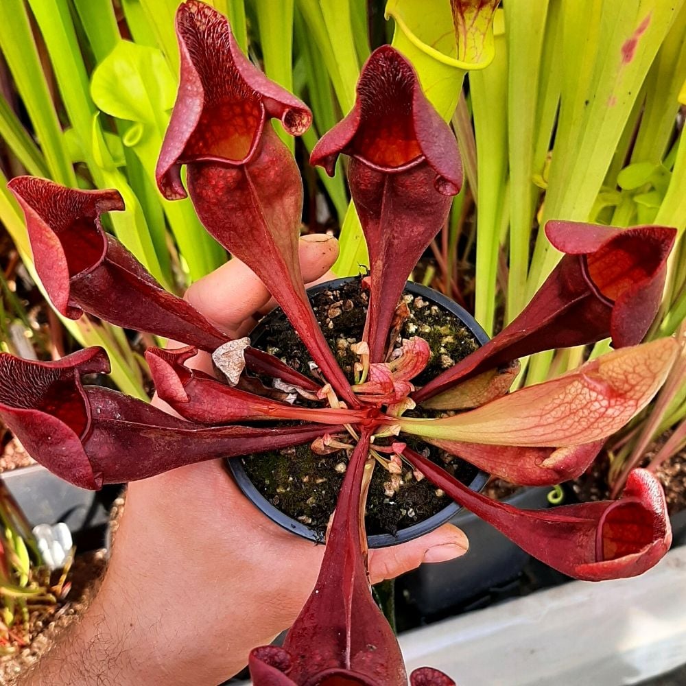 x courtii 'Paradisia' x mitchelliana